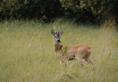 Kłusownictwo wciąż realnym zagrożeniem