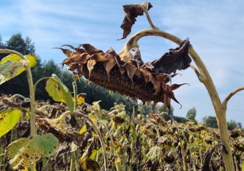 Słonecznik też może chorować. W jaki sposób można go chronić?
