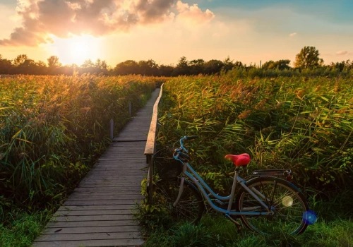 Fioletowe pola, jezioro i przysmaki. Nowa ścieżka zachwyci rowerzystów
