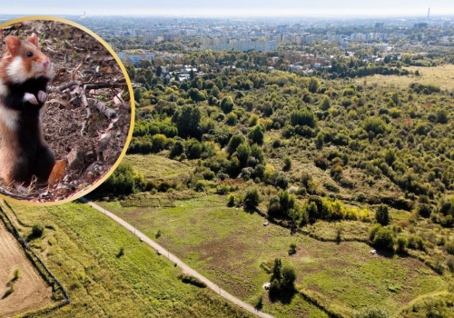 Płoną Górki Czechowskie. To unikalne siedlisko rzadkiego polskiego ssaka