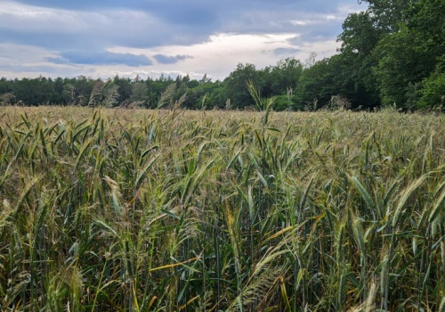 Miotła zbożowa odporna na herbicydy