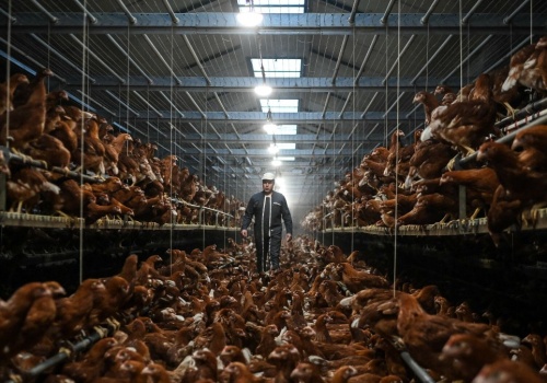 Jest ich trzy razy więcej niż ludzi. Ich przodek wciąż kryje się w lesie