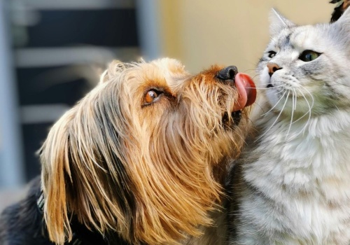 500 zł z programu dla właścicieli psów i kotów. Aby dostać pieniądze, trzeba się pospieszyć