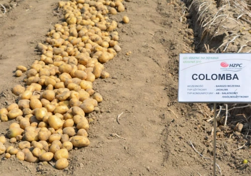Ziemniaki bardzo wczesne: Lista Odmian Zalecanych. Które wybrać?