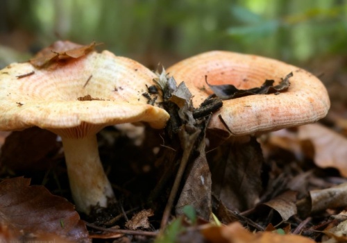 Mało kto go zbiera, a w kuchni smakuje lepiej niż kurki. Grzybiarze nie wiedzą co tracą