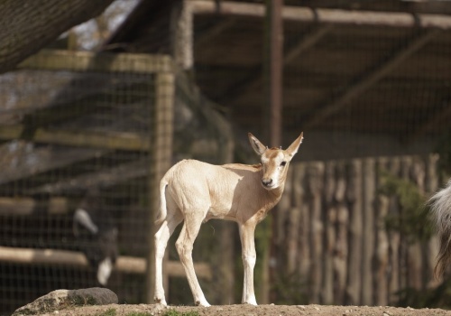 Biblijne zwierzę urodziło się w Polsce. To rzadkość, bo przecież wymarło