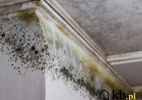 Ocieplił dom i niedługo potem pojawiła się pleśń. Wszystko przez błąd wykonawcy