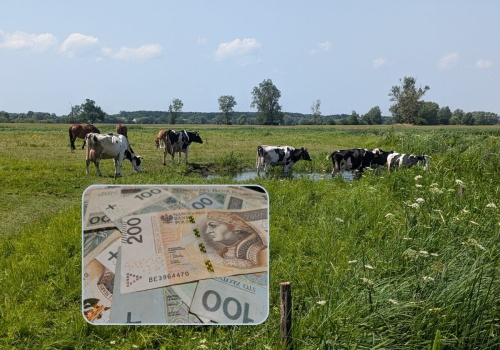 17,4 mld zł już wypłacone, ale rolnicy wciąż czekają. Kiedy pieniądze za dobrostan?