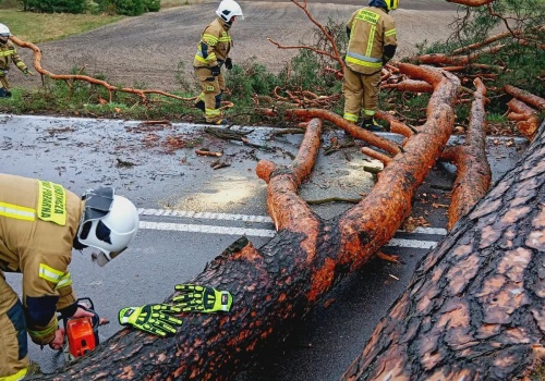 Rejowiec: drzewo runęło na drogę wojewódzką, ruch został wstrzymany
