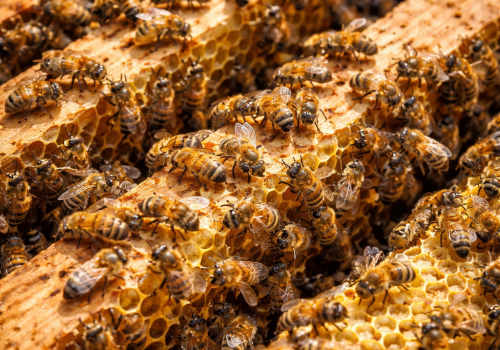 Pszczele bogactwo pod lupą. Co naprawdę kryje się w produktach z ula?