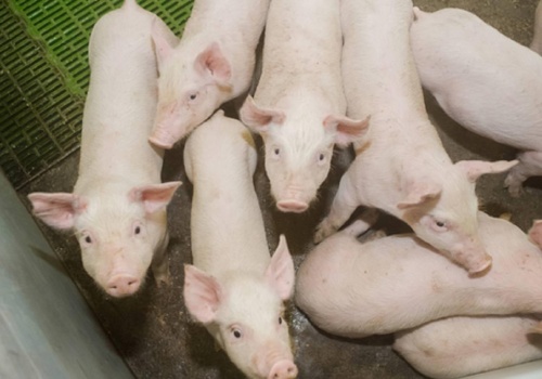 06.04.2026 Ceny sprzedaży warchlaka krajowego i importowanego: bez niespodzianek