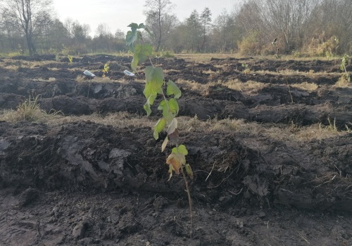 Wiosna to kluczowy czas odnowień w polskich lasach