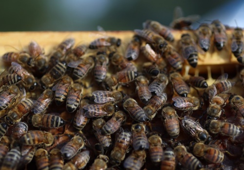 Turysta został użądlony ponad 100 razy. Teraz walczy o życie
