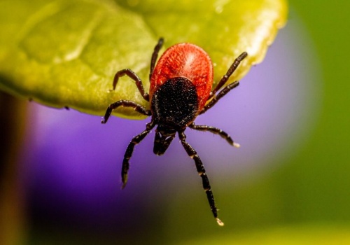 Uważaj na roślinę, która przyciąga kleszcze. Rodzice nie zdają sobie sprawy z tego zagrożenia