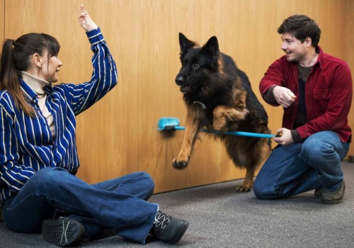 „Komisarz Alex”: dwa psy w jednej roli. Jak Tao i Falko pracują na planie?