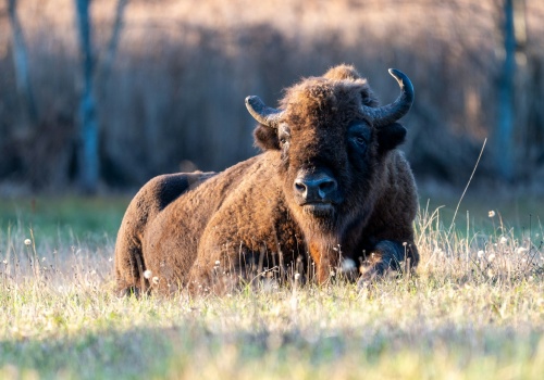 Polskie korridy były bardziej krwawe niż hiszpańskie. Żubry rozrywały ludzi na arenach Jagiellonów
