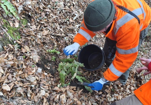 Chroniona paproć stanęła na drodze ciężkiego sprzętu na budowie obwodnicy