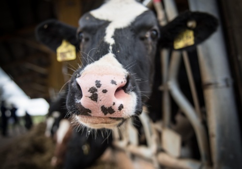 Mleczna farma na sprzedaż za 40,5 mln zł. 290 hektarów, zabudowania i 200 dojnych krów
