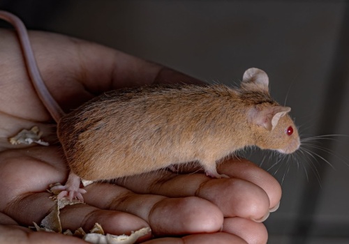 Ogromna szansa dla ludzi z chorobami nerek. Z pomocą przyszły myszy