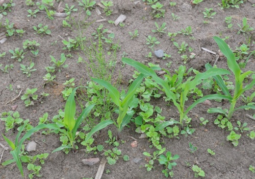 Przed- i powschodowe odchwaszczanie kukurydzy. Jak uniknąć błędów?