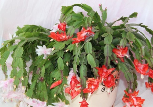 Grudnik potrzebuje tego w kwietniu. Inaczej zapomnij o kwiatach