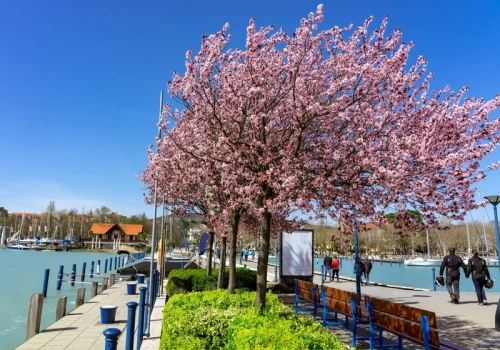 Do tego kraju przyciągają wspomnienia. Polscy turyści na podium