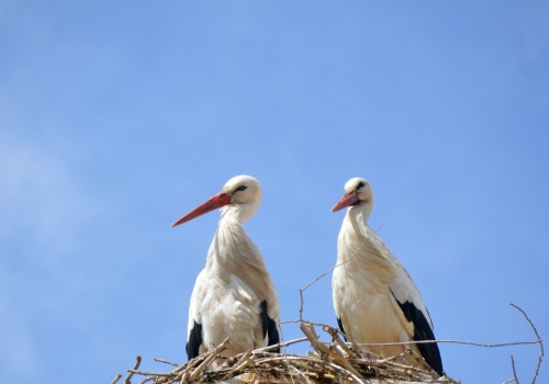 Koszmar bocianów na Bliskim Wschodzie. Doszło do strzelaniny, zginęły setki