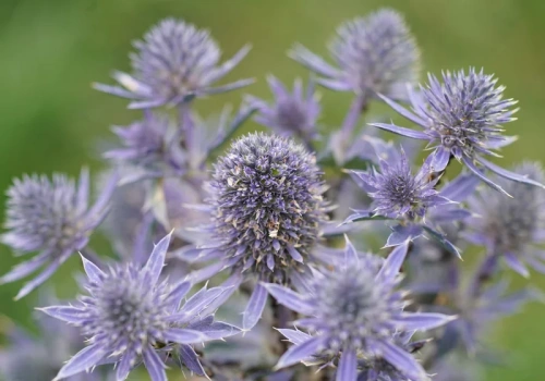 Niezniszczalne rośliny do ogrodu. Posadź raz i zapomnij o podlewaniu