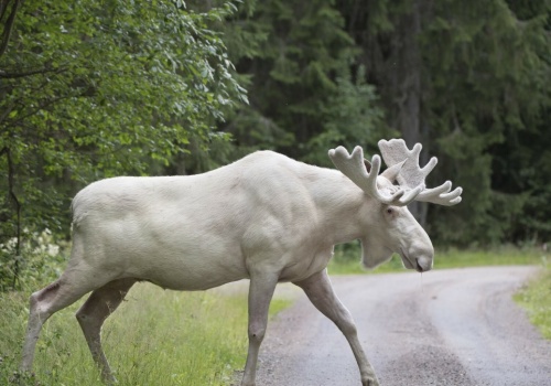 Biała sensacja w polskich lasach. To nie są albinosy
