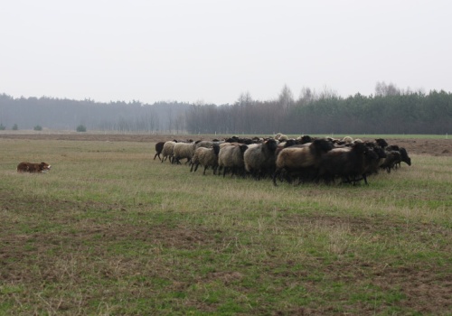 28 tysięcy dolarów za psa pasterskiego. Horrendalne ceny przez brak pracowników na farmy