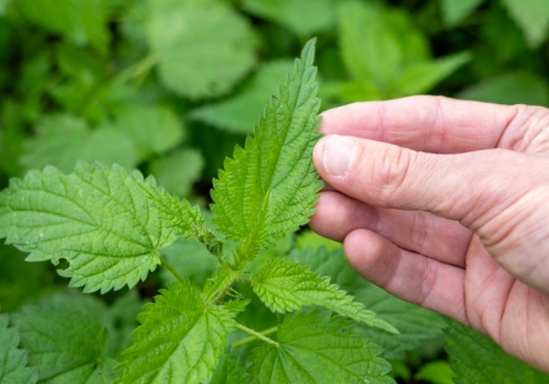 Detoks prosto z łąki. Teraz warto rwać, bo jest najcenniejsza