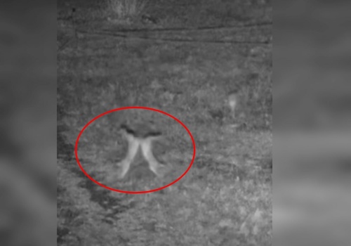 W Wielkanoc na wschodniej granicy było bardzo świątecznie. Wszystko za sprawą… zajęcy