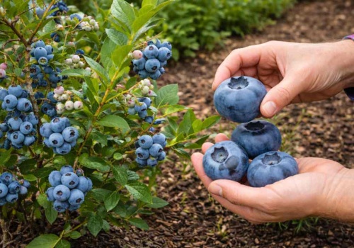 Borówki są małe? Posadź obok tę roślinę, a różnica Cię zszokuje