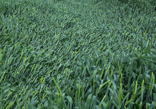 Regulacja łanu zbóż w zmiennej pogodzie. Jak dobrać substancje i termin zabiegu?