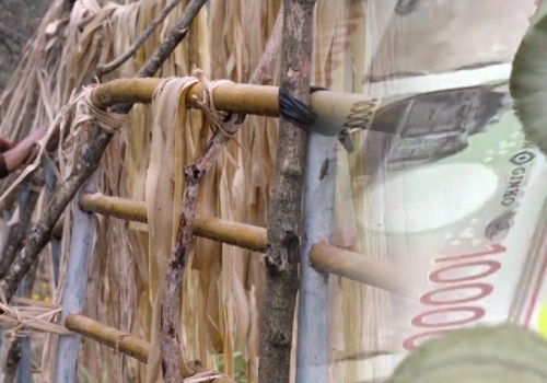 Japońska gotówka powstaje z nepalskiego krzewu. Jak do tego doszło?