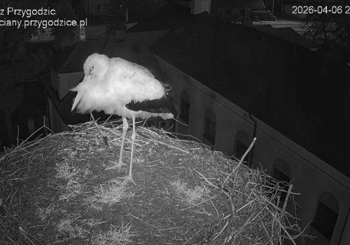 Bocian wrócił na gniazdo i daje nadzieję na nowy sezon lęgowy