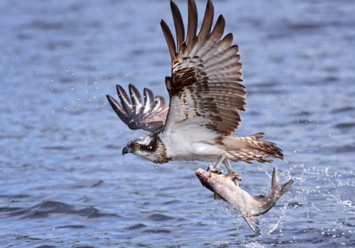 Rzadkie w Polsce rybołowy wracają do swoich gniazd w regionie lubuskim