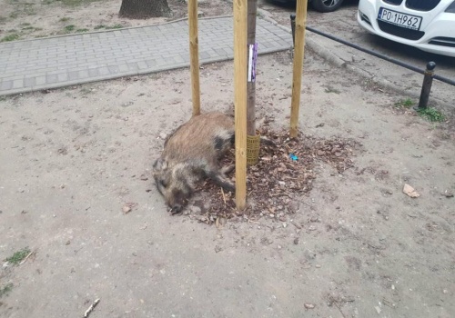 Dziki w tulipanach. Odstrzelili je na oczach dzieci