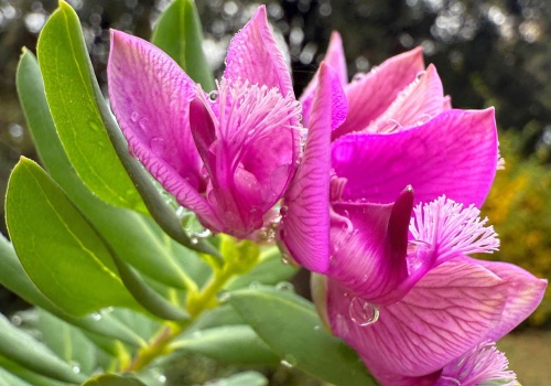 Kwitnie nawet 10 miesięcy. Wszyscy oszaleli na jego punkcie. Hit ogrodów 2026