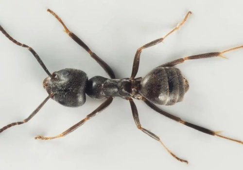 Mrówki, które przejmują całe miasta. Czy Tapinoma magnum są już o krok od Polski?