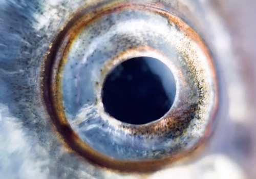 Wędkarz ustanowił nowy rekord. Tyle ważyła ryba. „Unikalny” okaz