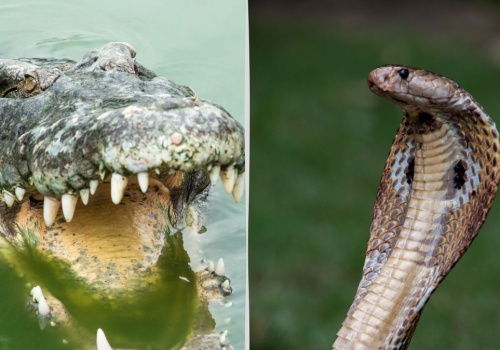 Niezwykły pomysł. Granicy będą strzegły jadowite węże i krokodyle