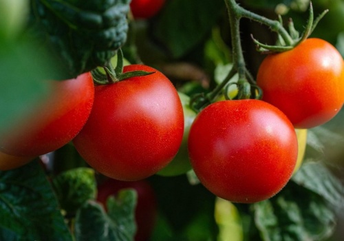 Chcesz mieć kosz własnych pomidorów? Zrób jedną, ważną rzecz przed sadzeniem