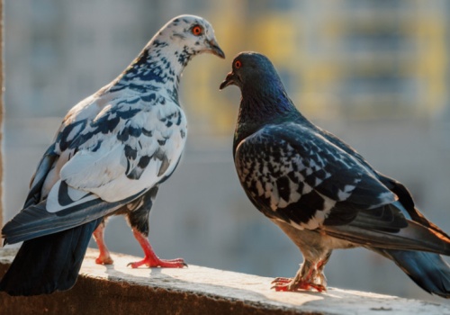 Te 10 sposobów skutecznie odstraszą gołębie z balkonu. Działają lepiej niż kolce czy siatki