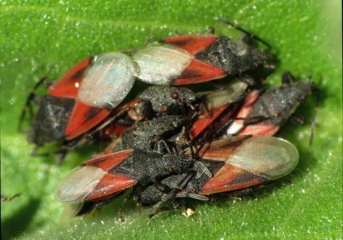 Pojawia się w skupiskach i niszczy rośliny. Ten owad właśnie rozgościł się w Polsce