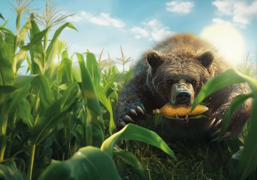 Nowe odmiany kukurydzy Agrii na sezon 2026