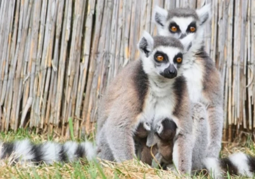 Jedyne górskie zoo w Polsce jest na Dolnym Śląsku. Teraz przeżywa baby boom