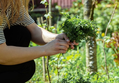 Poznaj sekret ogrodników, by pietruszka rosła dwa razy szybciej. Chodzi o glebę i towarzystwo
