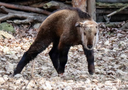 Nowy takin złoty w Opolu. Mieszkańcy wybiorą imię