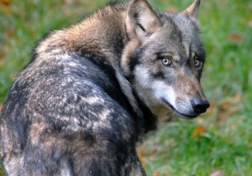 Wypuścili go z powrotem na wolność. Ugryzł 65-latkę w centrum handlowym